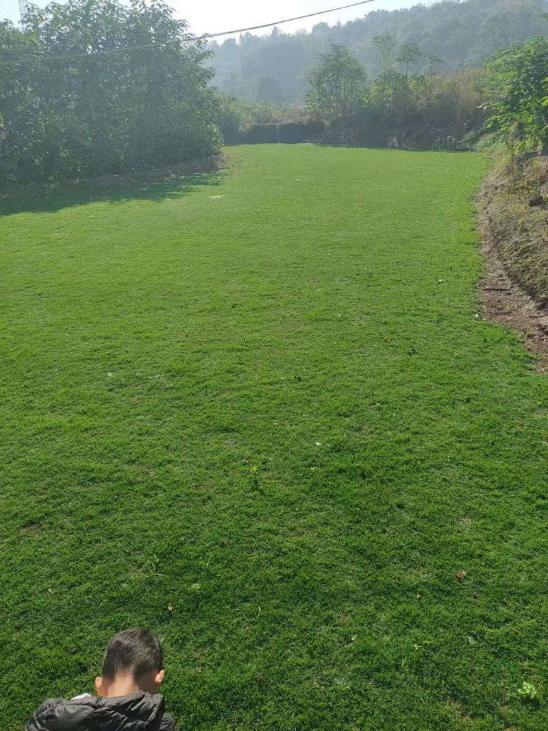台湾青草皮绿化小区公园台湾二号草坪种植基地产地直销
