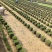 台湾青草皮绿化小区公园台湾二号草坪种植基地产地直销