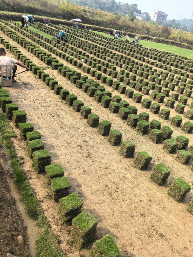 台湾青草皮绿化小区公园台湾二号草坪种植基地产地直销