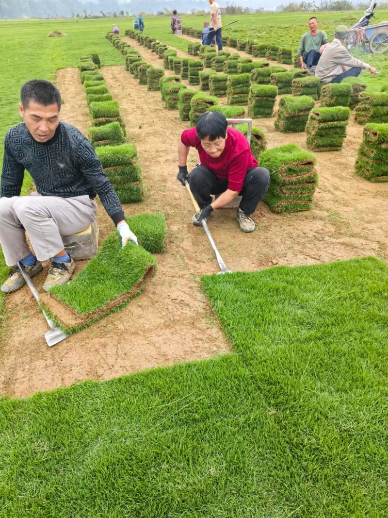 台湾青草皮绿化小区公园台湾二号草坪种植基地产地直销