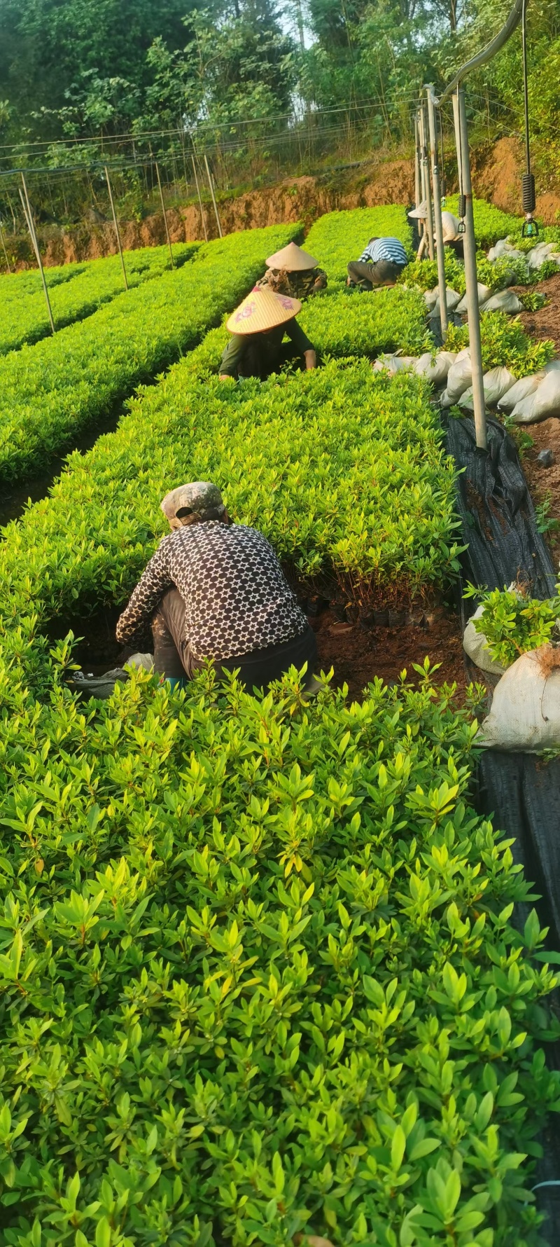 毛杜鹃春鹃小苗批发