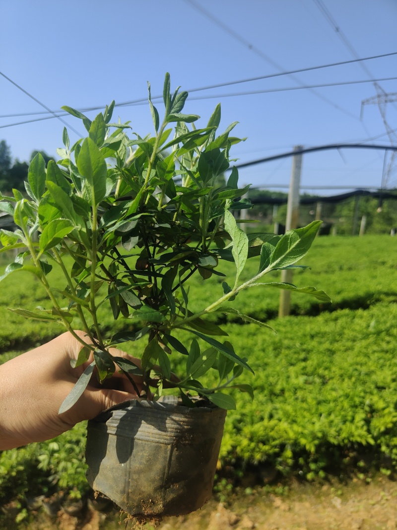 湖南大型杜鹃生产基地春鹃、毛杜鹃杯苗