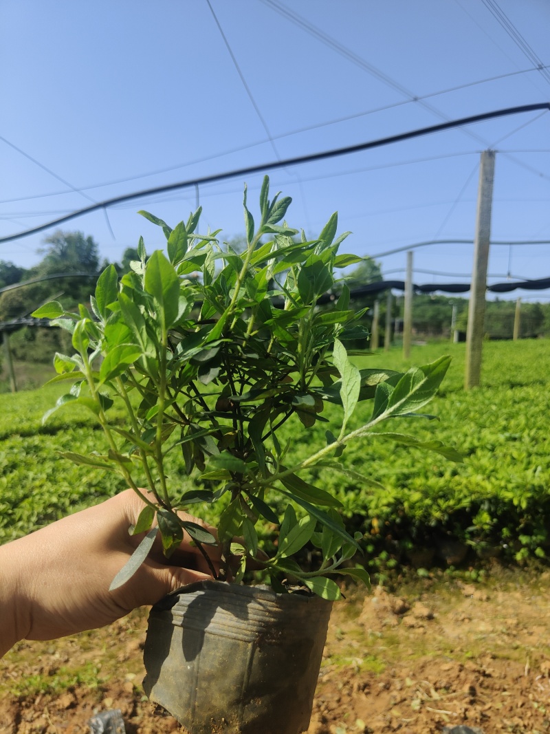 湖南大型杜鹃生产基地春鹃、毛杜鹃杯苗