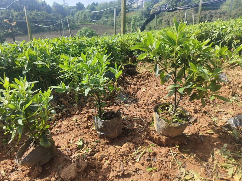 湖南大型杜鹃生产基地春鹃、毛杜鹃杯苗