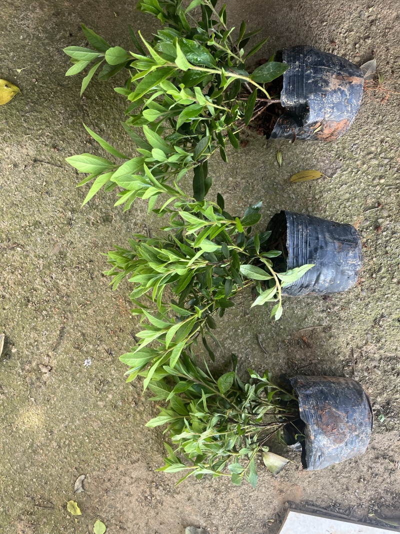湖南大型杜鹃生产基地春鹃、毛杜鹃杯苗