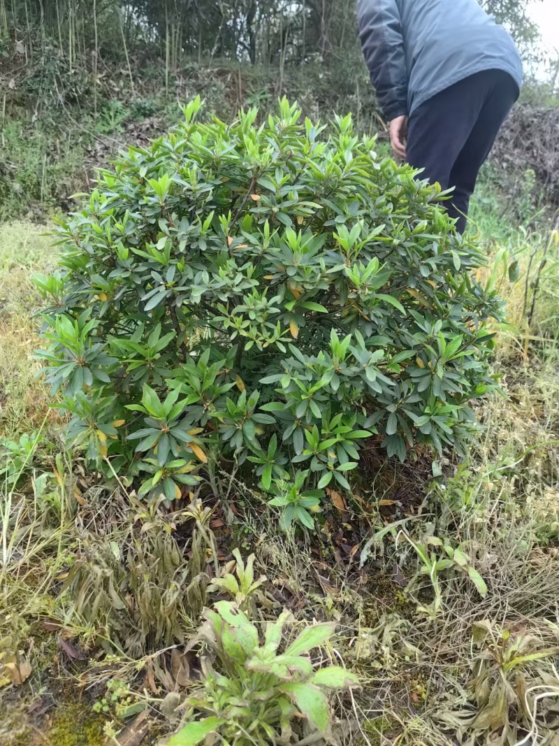 杜鹃球80-150cm冠幅大量有货春鹃小苗，毛杜鹃杯苗
