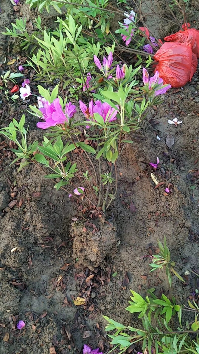 杜鹃球80-150cm冠幅大量有货春鹃小苗，毛杜鹃杯苗