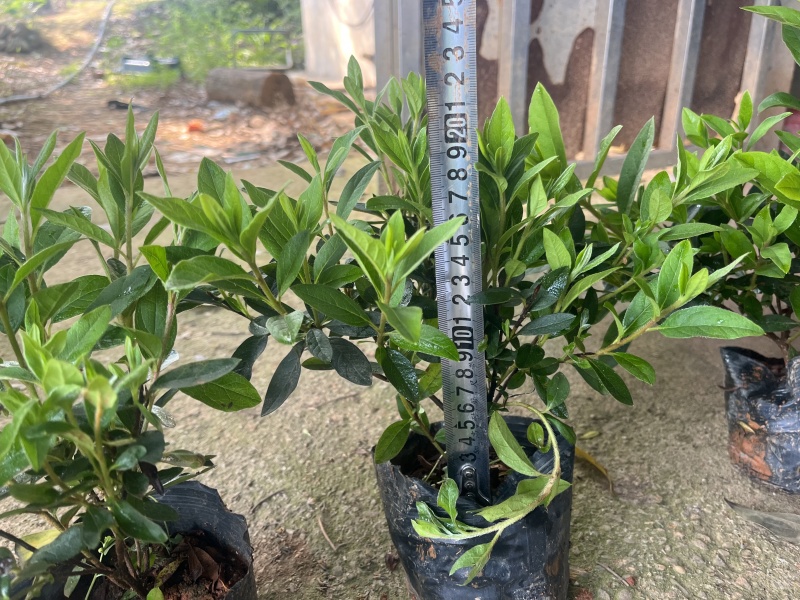 杜鹃球80-150cm冠幅大量有货春鹃小苗，毛杜鹃杯苗