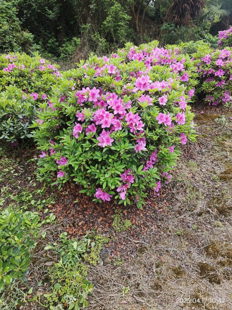 杜鹃球80-150cm冠幅大量有货春鹃小苗，毛杜鹃杯苗