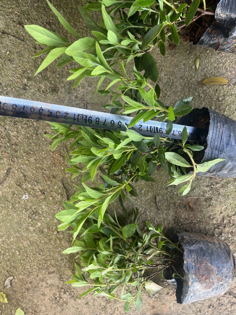 杜鹃球80-150cm冠幅大量有货春鹃小苗，毛杜鹃杯苗