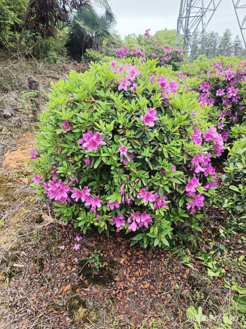 杜鹃球80-150cm冠幅大量有货春鹃小苗，毛杜鹃杯苗