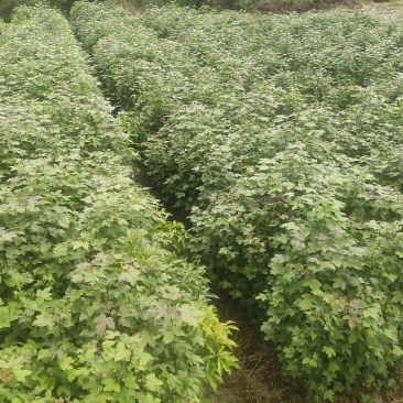 枫香杯苗江西基地直供规格齐全品质好价格低