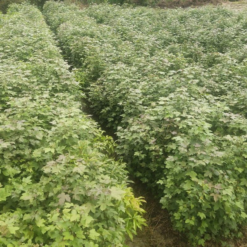 枫香杯苗江西基地直供规格齐全品质好价格低