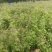 枫香杯苗江西基地直供规格齐全品质好价格低