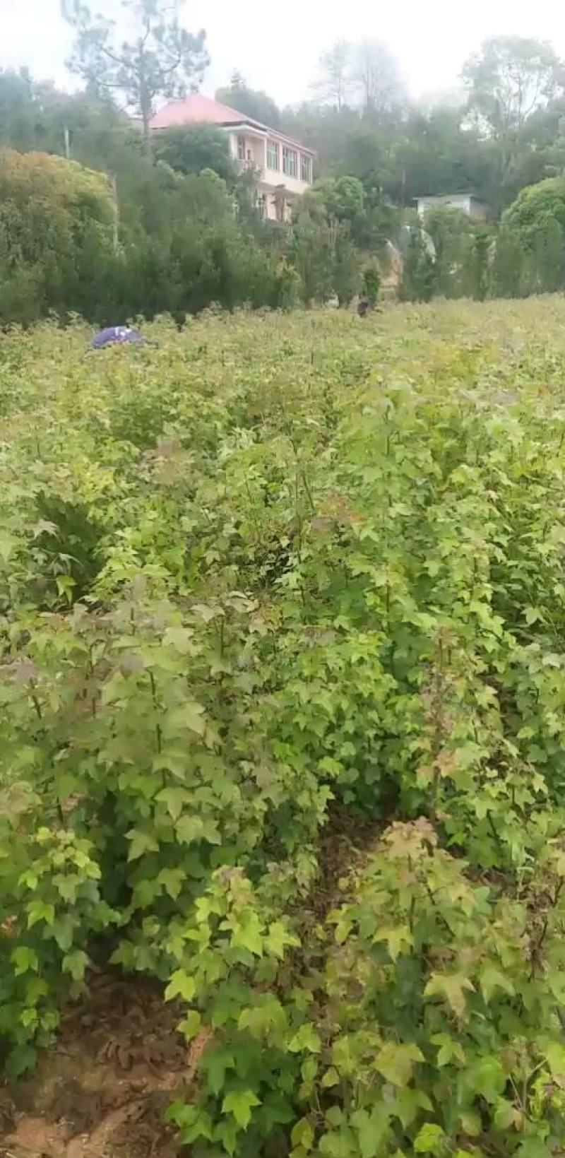 枫香杯苗江西基地直供规格齐全品质好价格低