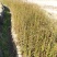 枫香杯苗江西基地直供规格齐全品质好价格低
