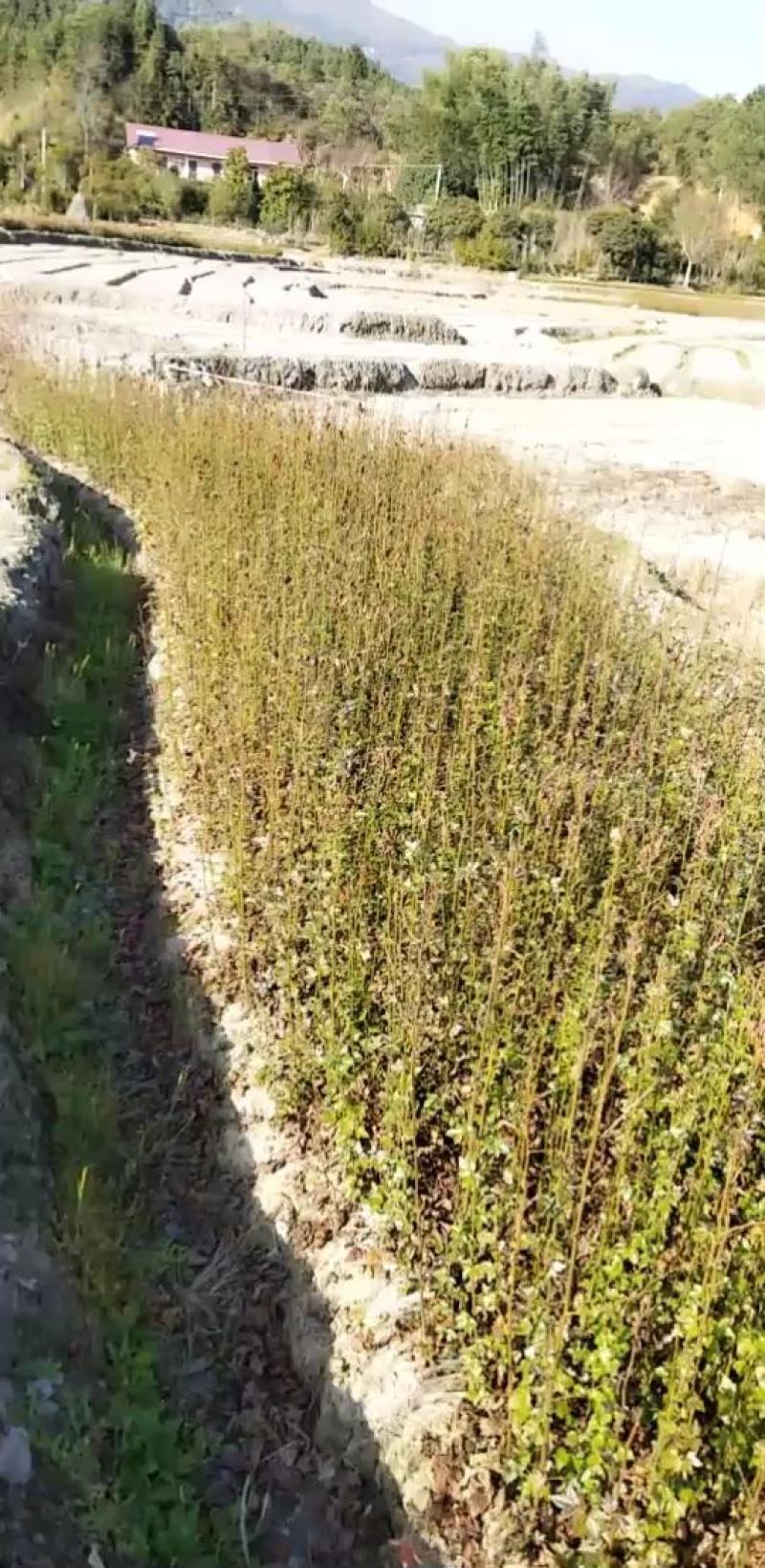 枫香杯苗江西基地直供规格齐全品质好价格低