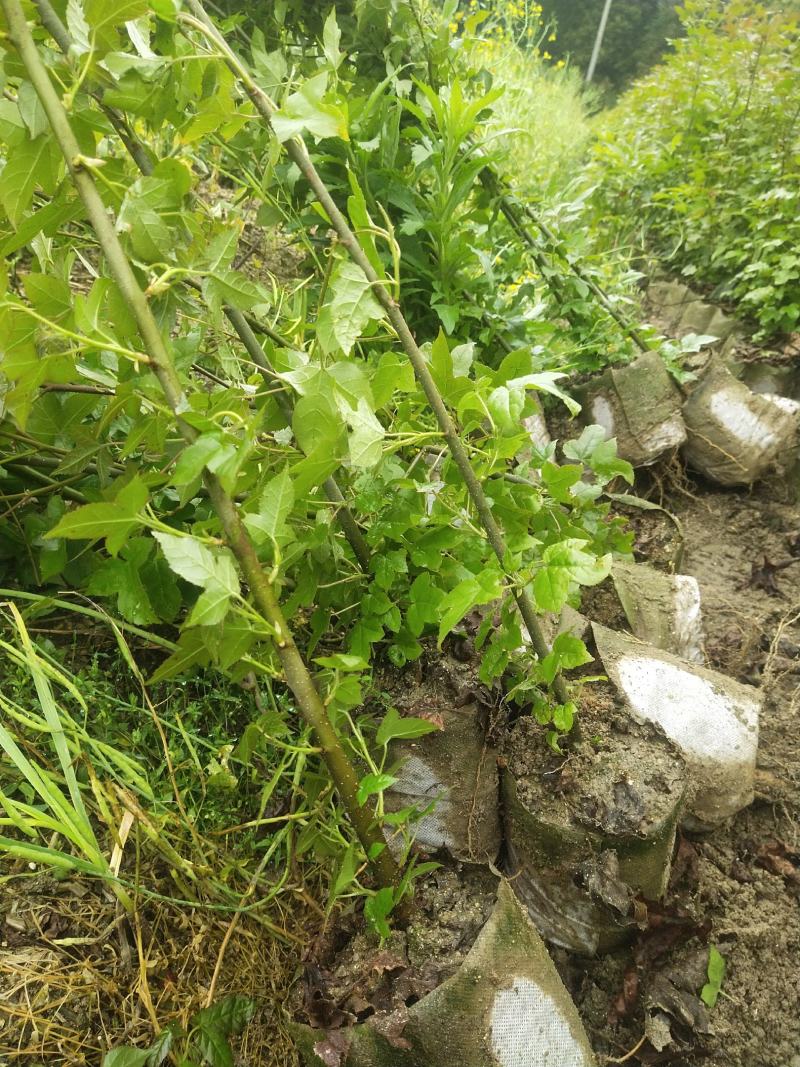 枫香杯苗江西基地直供规格齐全品质好价格低