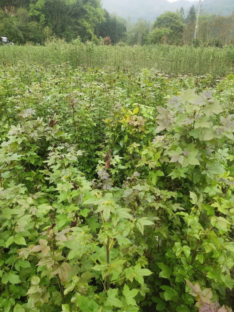 枫香杯苗江西基地直供规格齐全品质好价格低