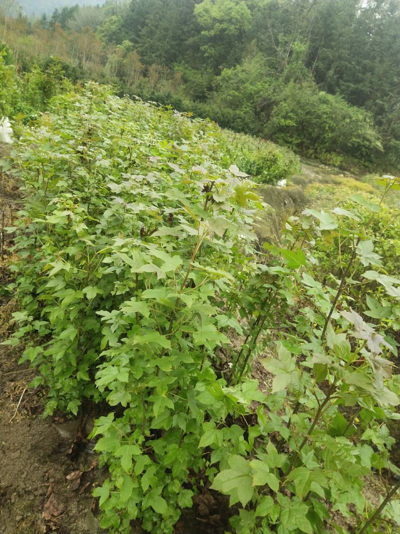 枫香杯苗江西基地直供规格齐全品质好价格低