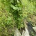 枫香杯苗江西基地直供规格齐全品质好价格低