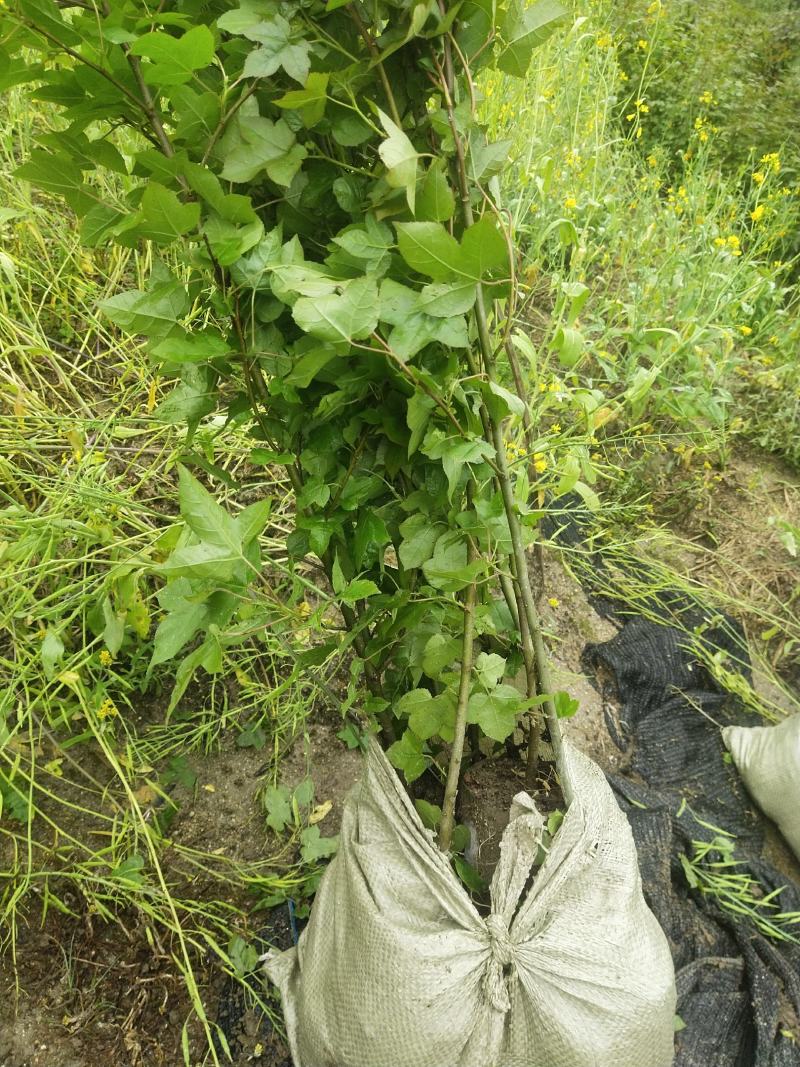 枫香杯苗江西基地直供规格齐全品质好价格低
