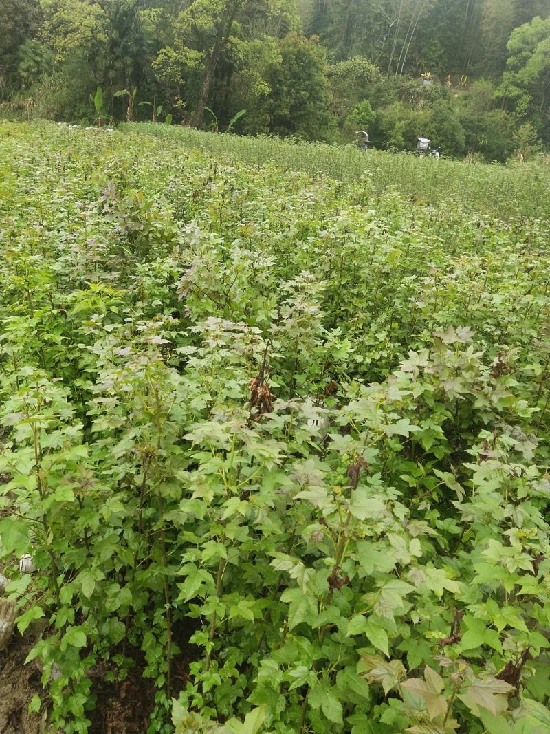 枫香杯苗江西基地直供规格齐全品质好价格低