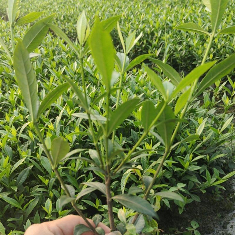 小叶栀子花基地直销栀子花杯苗