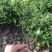 小叶栀子花基地直销栀子花杯苗