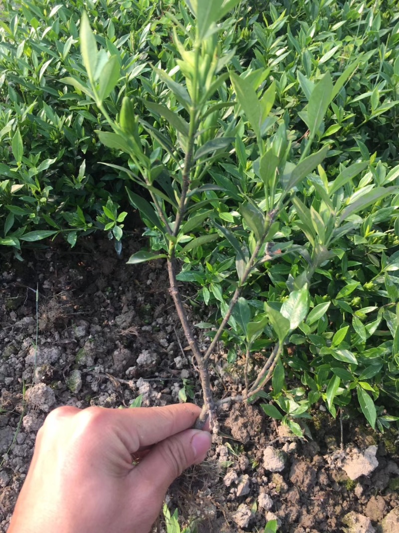 小叶栀子花基地直销栀子花杯苗