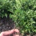小叶栀子花基地直销栀子花杯苗