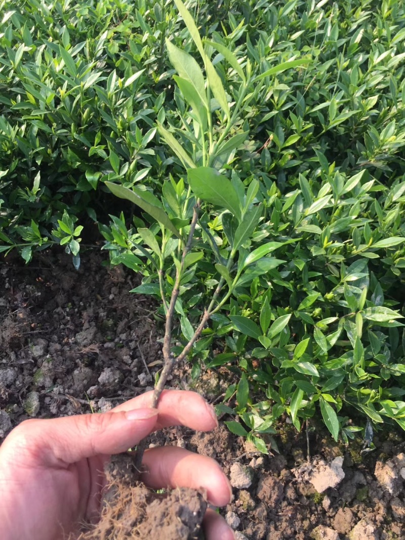 小叶栀子花基地直销栀子花杯苗