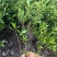 小叶栀子花基地直销栀子花杯苗