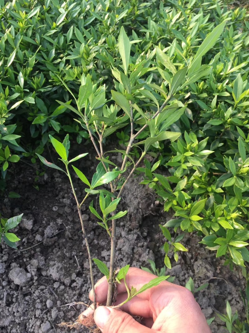小叶栀子花基地直销栀子花杯苗