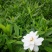 小叶栀子花基地直销栀子花杯苗