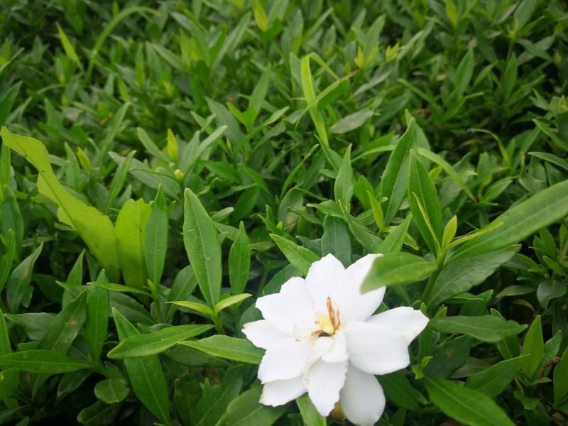 小叶栀子花基地直销栀子花杯苗