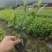 小叶栀子花基地直销栀子花杯苗
