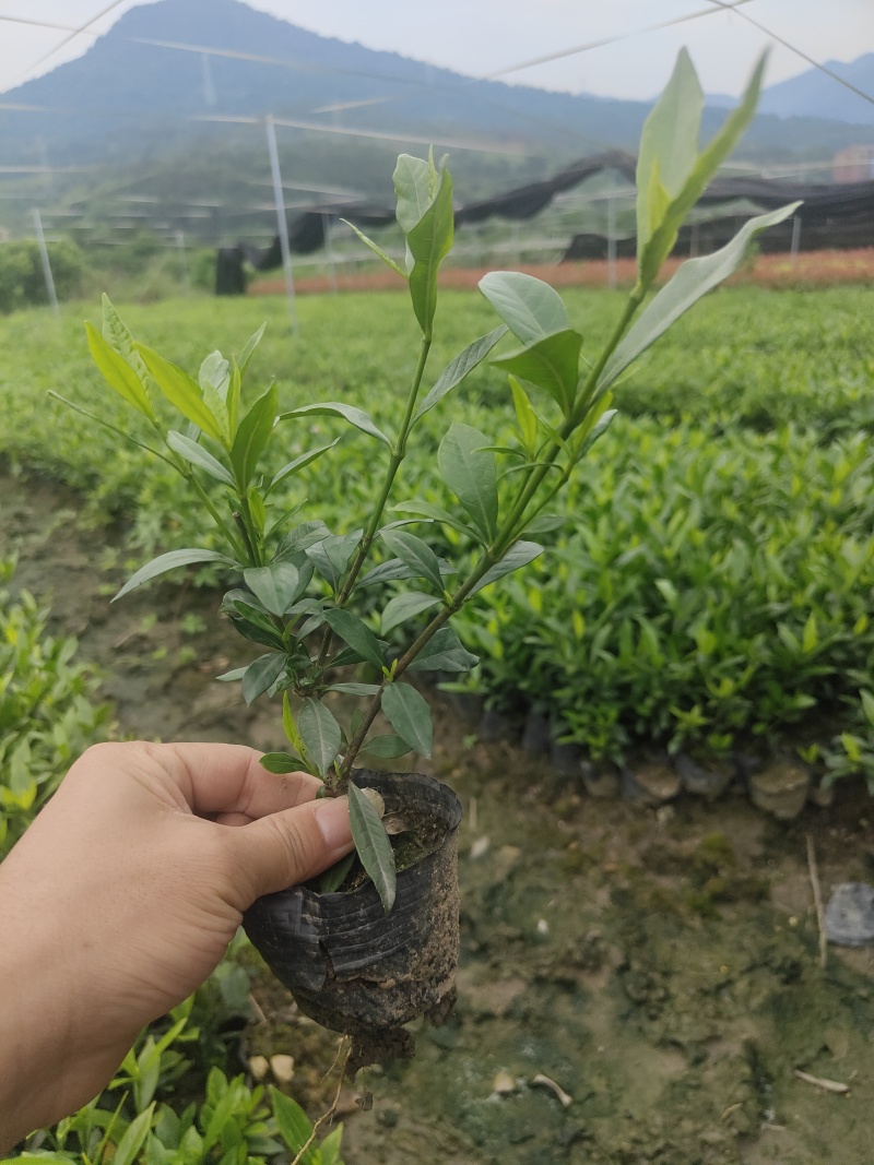 小叶栀子花基地直销栀子花杯苗