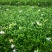 小叶栀子花基地直销栀子花杯苗