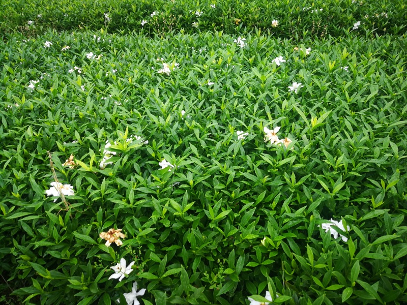 小叶栀子花基地直销栀子花杯苗