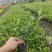 小叶栀子花基地直销栀子花杯苗