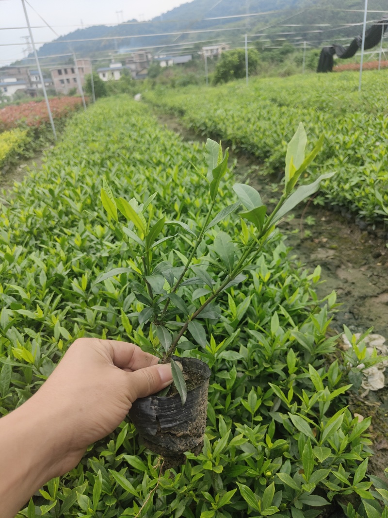 小叶栀子花基地直销栀子花杯苗