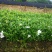 小叶栀子花基地直销栀子花杯苗