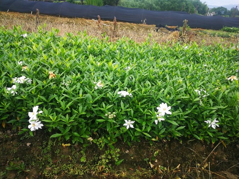 小叶栀子花基地直销栀子花杯苗