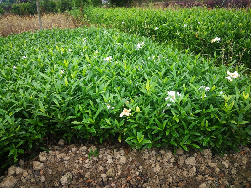 小叶栀子花基地直销栀子花杯苗