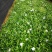 小叶栀子花基地直销栀子花杯苗