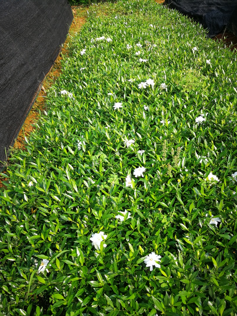 小叶栀子花基地直销栀子花杯苗