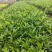 小叶栀子花基地直销栀子花杯苗