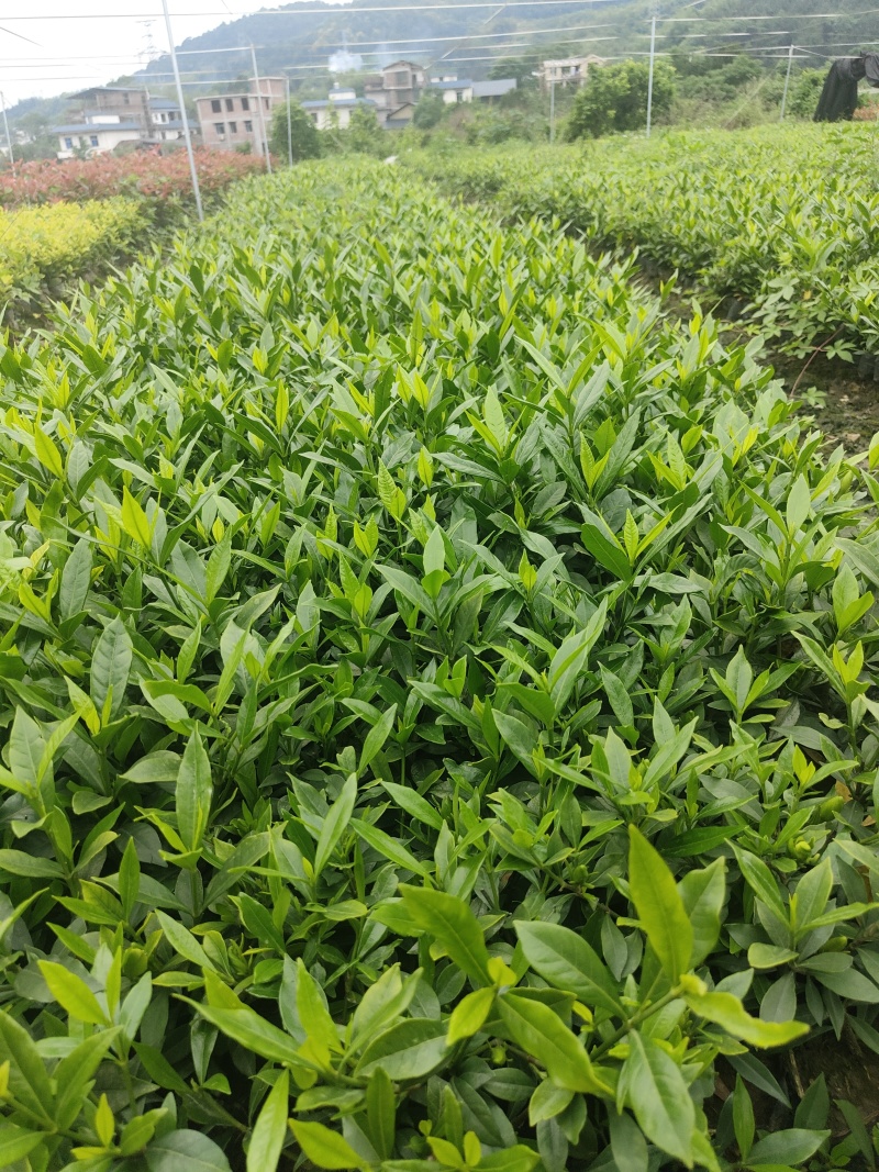 小叶栀子花基地直销栀子花杯苗