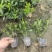 小叶栀子花基地直销栀子花杯苗
